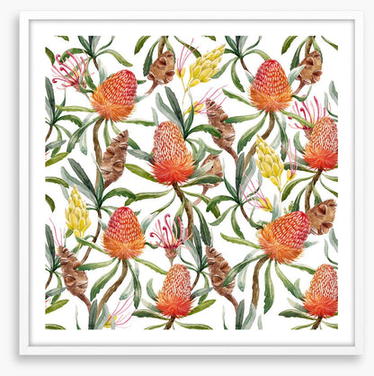 Banksia beauty