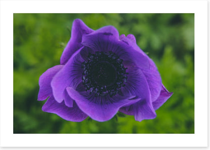 Heart of the anemone