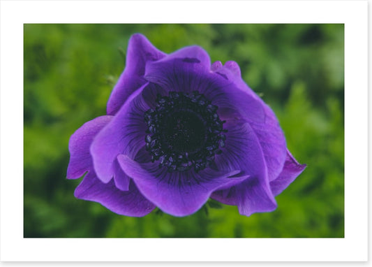 Heart of the anemone