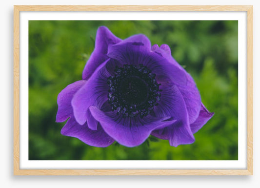 Heart of the anemone