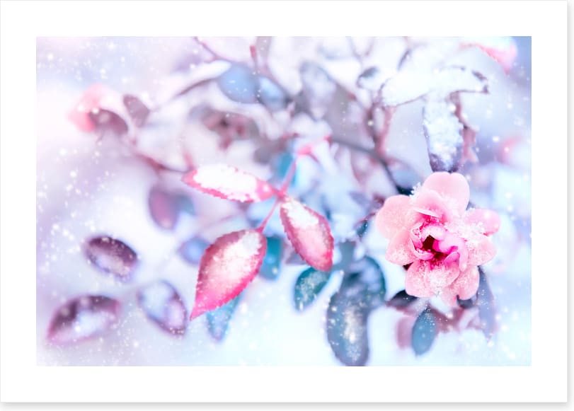 Frozen pink