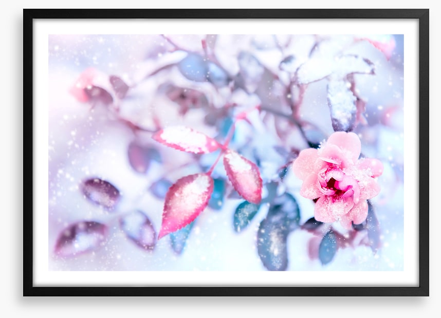 Frozen pink