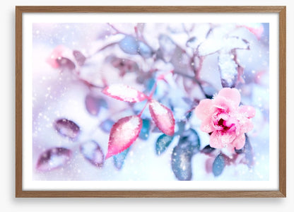 Frozen pink