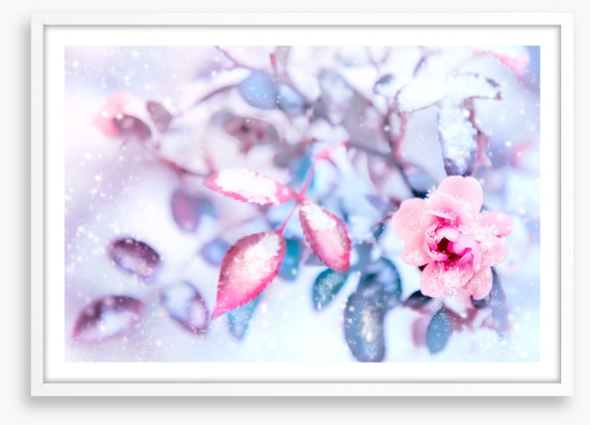 Frozen pink