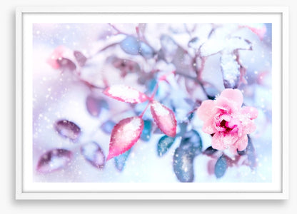 Frozen pink