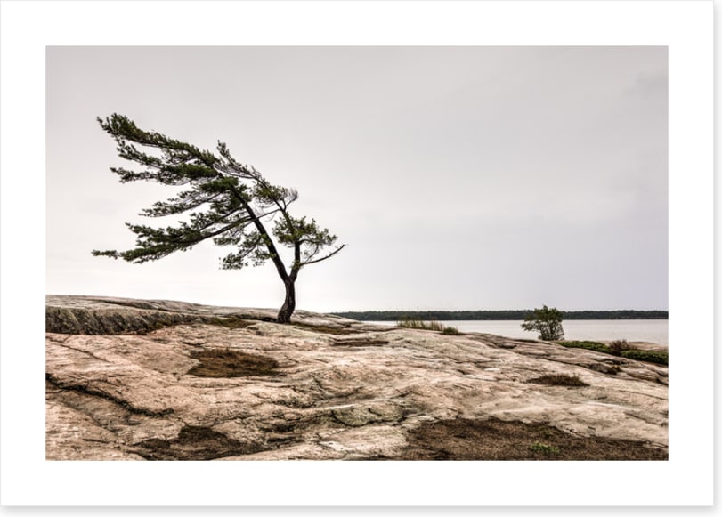 The windswept pine