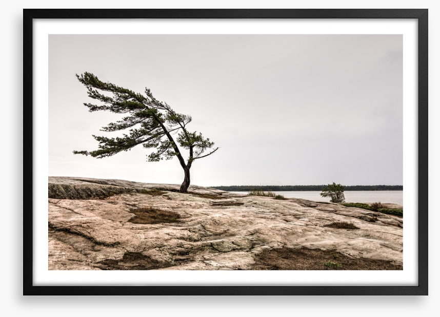 The windswept pine