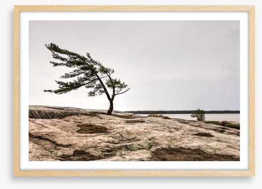 The windswept pine