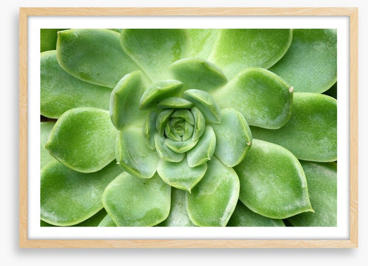 Echeveria