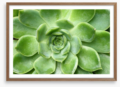 Echeveria