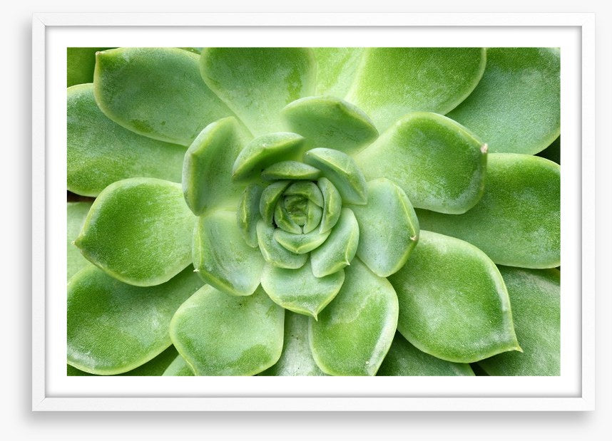 Echeveria