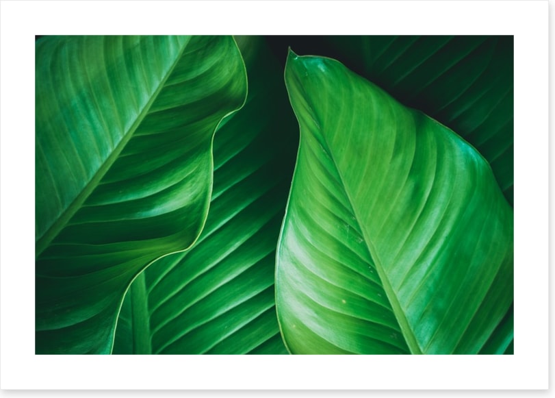 Lush leaves 2