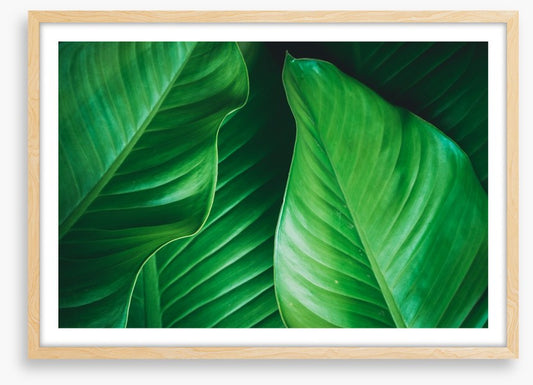 Lush leaves 2