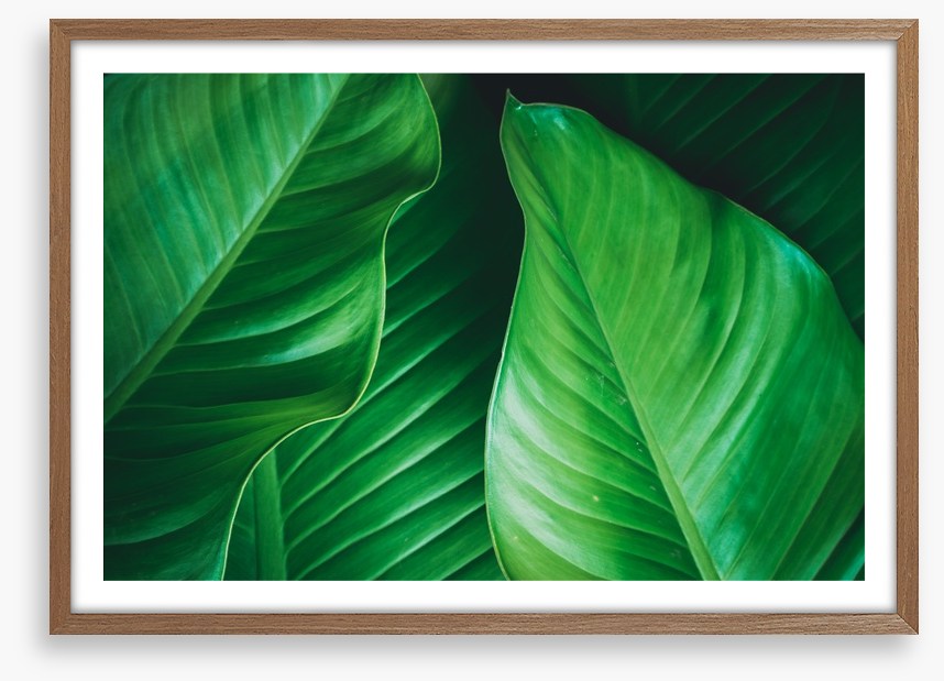 Lush leaves 2