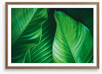 Lush leaves 2