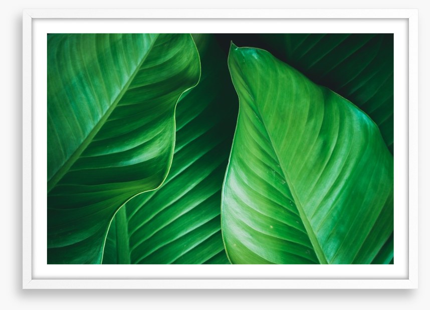 Lush leaves 2