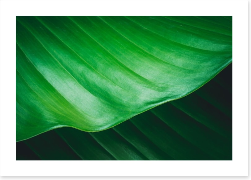 Leaves