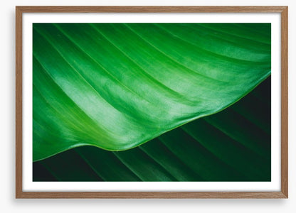 Leaves