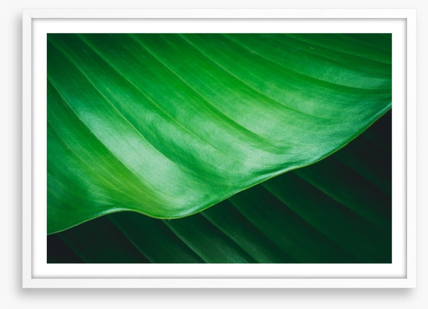 Leaves