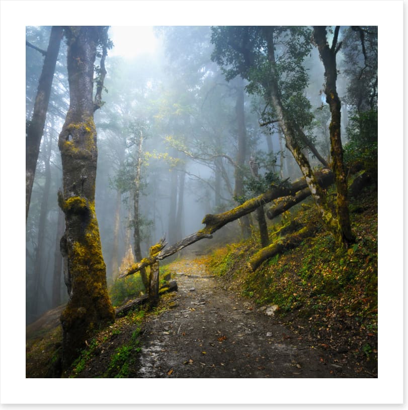 Forests