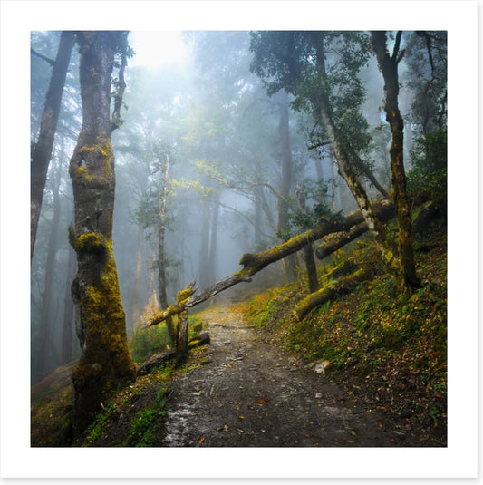 Forests