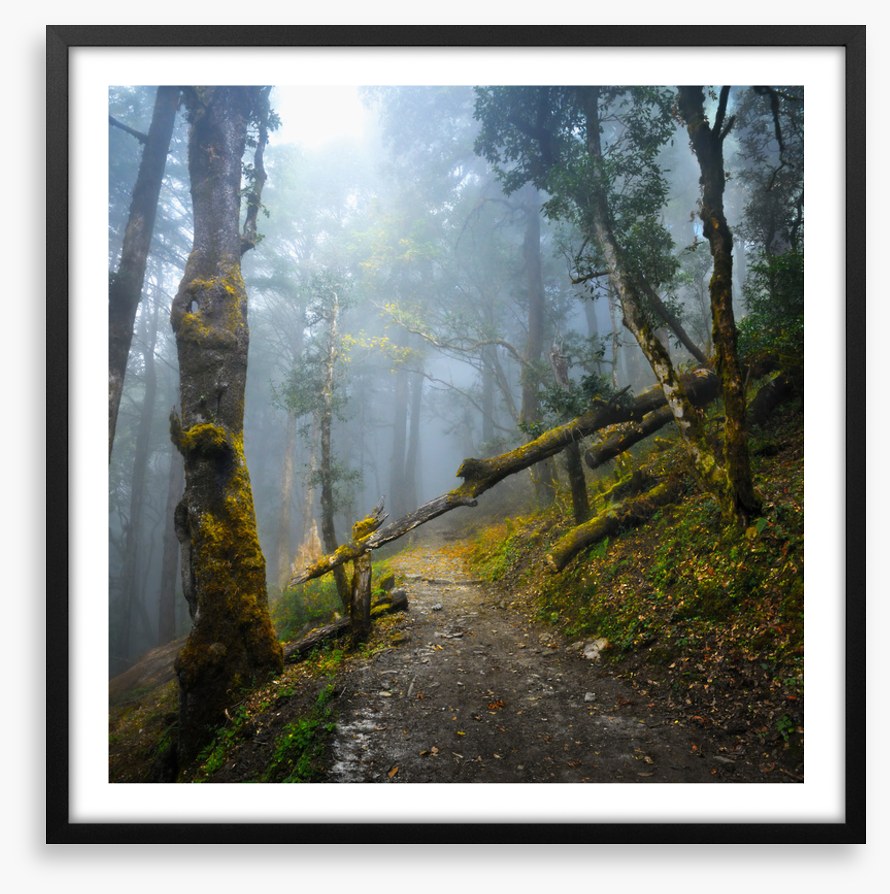 Forests