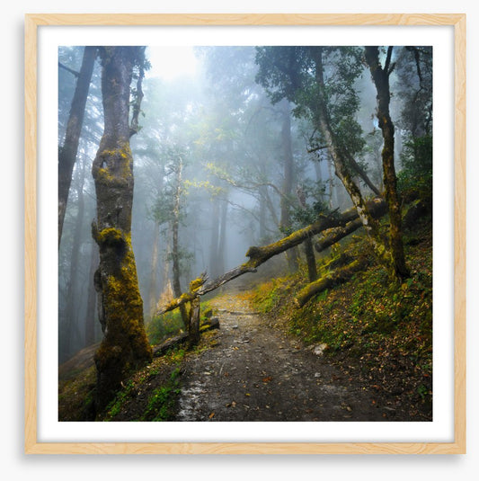 Forests