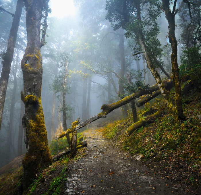 Forests