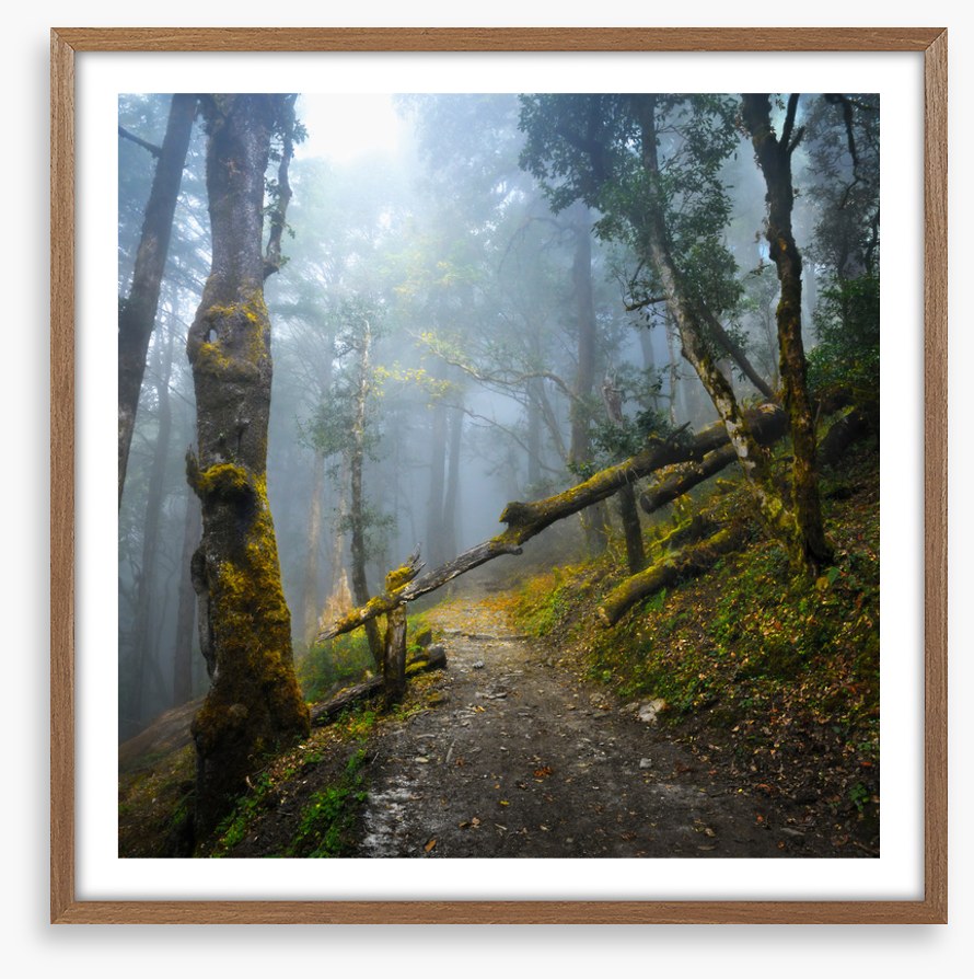 Forests
