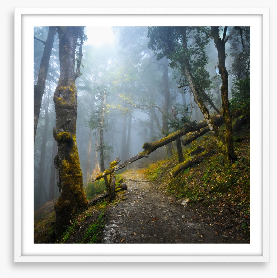 Forests