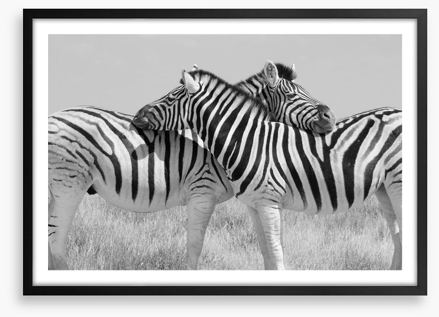 Zebra hugs