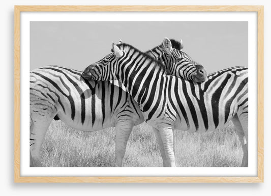 Zebra hugs