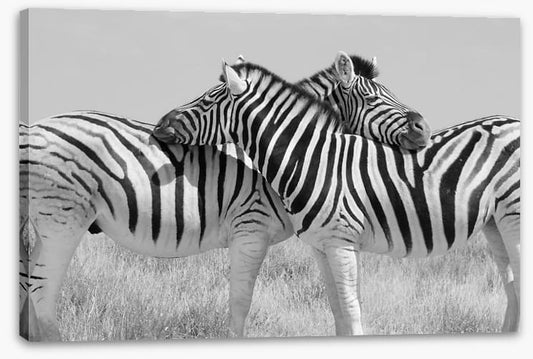 Zebra hugs
