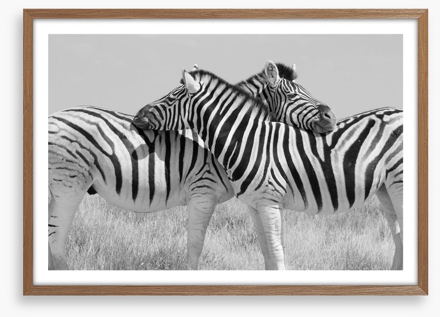 Zebra hugs