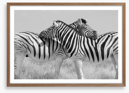 Zebra hugs