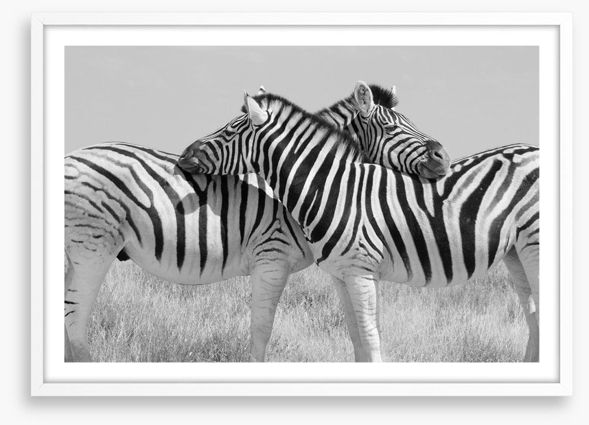 Zebra hugs