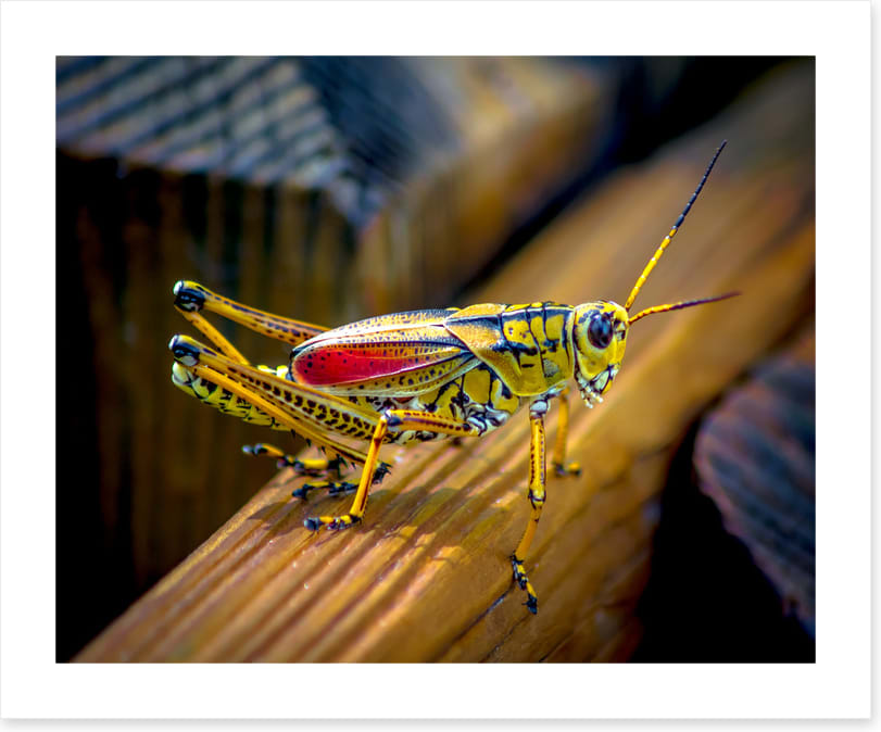 Insects