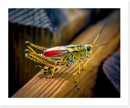 Insects