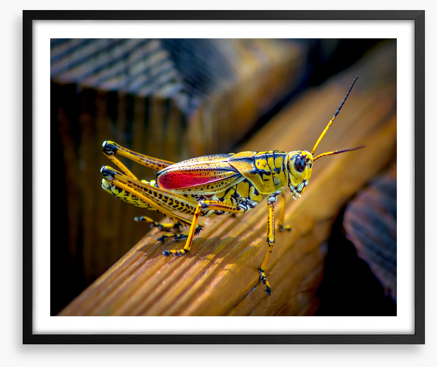 Insects