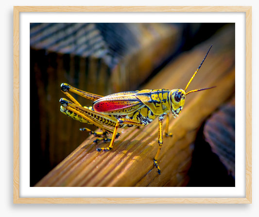 Insects