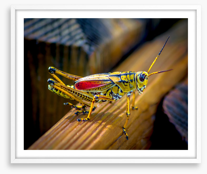 Insects