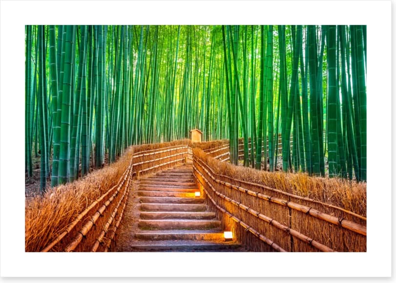 The bamboo bridge