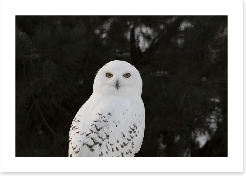 Snowy owl stare