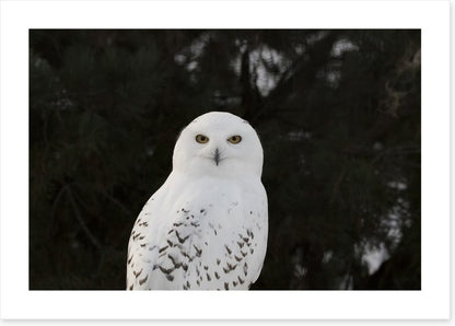 Snowy owl stare