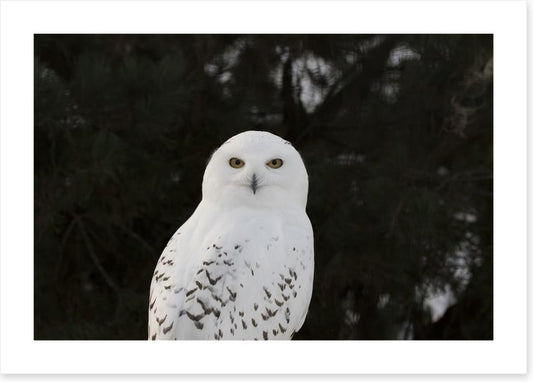 Snowy owl stare