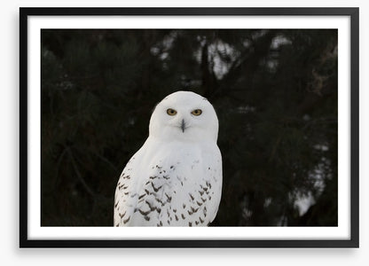 Snowy owl stare
