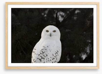 Snowy owl stare