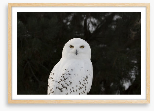 Snowy owl stare