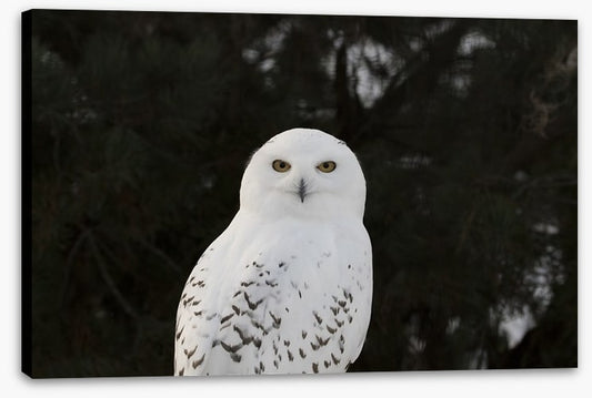 Snowy owl stare