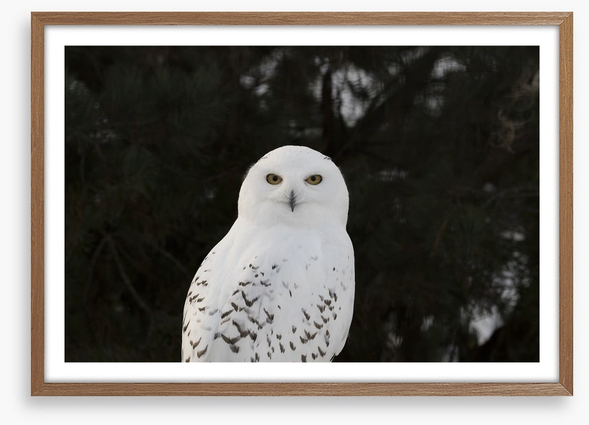 Snowy owl stare